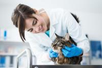 Futuravet Soccorso Veterinario 24H a Fabriano (AN)